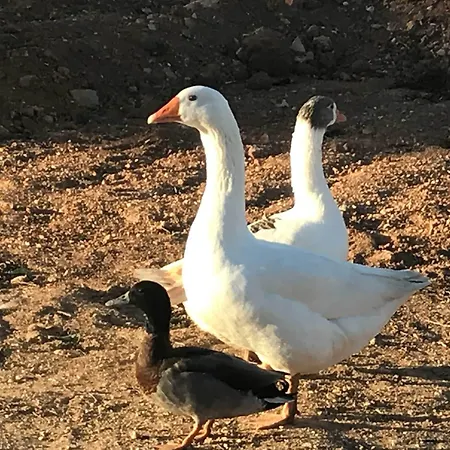 Gospodarstwo agroturystyczne Son Barcelo Mas Campos (Mallorca)