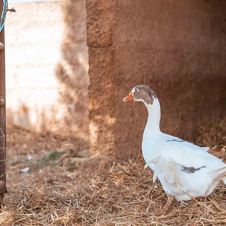 Son Barcelo Mas Farm stay Campos (Mallorca)