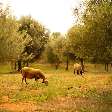 Son Barcelo Mas Farm stay Campos (Mallorca)